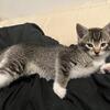Domestic Shorthair