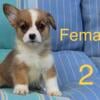 AKC Welch, Pembroke, corgis puppies