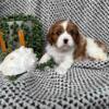 Cavalier King Charles Spaniel Puppies