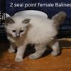 Siamese-Balinese kittens