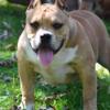 American Bully Pups for sale