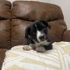 Willow, a female Border Collie/English Shepherd puppy