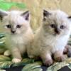 Ragdoll Brothers kitten