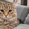 A beautiful purebred Siberian kitten ready to bring happiness to her new home.