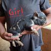 For sale kunekune 