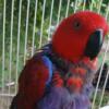 solomon island eclectus female