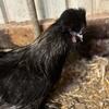 Silkie Roosters for Sale
