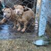 Redboy Jeep Rascal pups