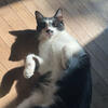 Young Cat - Domestic Shorthair