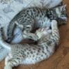 Savannah f6 kittens friendly