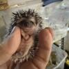 Hedgehogs Very nice babies All  ready To Go