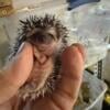 Hedgehogs Very nice babies