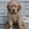 AKC GOLDEN RETRIEVER 10 week old male puppy for sale for $1,500.