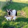 Myotonic mini silkie fainting Goats