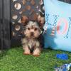 Cowboy Adorable ACA Teacup Yorkie
