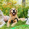 Service Dogs in Training