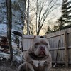 FOR SALE 9 American Bully Pup's DEVIL SPIT  MOTHER, FATHER DIESEL SON