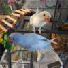 2 hand fed indian ringneck