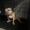 Stud American Bully UKC Champagne Tri