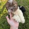 Shih Tzu Male Puppies 10 Weeks Old