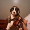 Boxer Puppies Mansfield Ohio