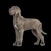 ISO Great Dane Female
