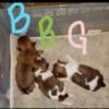 Shih tzu puppies Taylorsville North Carolina