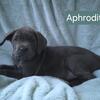 FATHER'S DAY SPECIAL! Beautiful Cane Corso Female Puppy Ready to go