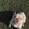 AKC FRENCH BULLDOGS