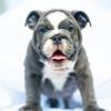 3 English bulldog puppies