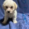 Toy Poodle Puppy for sale