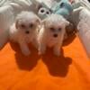 Maltipoo puppies for sale