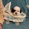 Shih Tzu male 9 weeks old