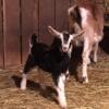 Dairy goat doeling - Alpine/ Nubian/ Toggenburg