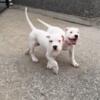 8 WEEKS OLD UKC REGISTERED PURE BRED DOGO ARGENTINO