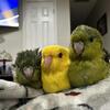 Lineolated Parakeet For Sale