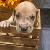 Great Dane Puppies
