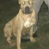 Coming in heat Adult Female Cane Corso and  Female Pup Available