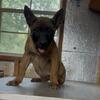 AKC Belgian Malinois pups exceptional proven working lines