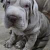 Mini hippo sharpei springer x