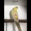 RED RUMPED PARAKEETS, 2024 CLOSED BANDED, UNRELATED PAIR,