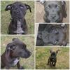 3 female American Staffordshire Pitt Puppies