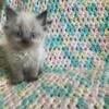 Himalayan Kittens for sale