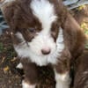 Aussiedoodle for sale-Female named Hazelnut 