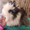 Purebred black vm extreme lionhead doe for sale! Pure blue eyes!!