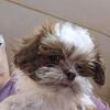 Pure bred  Shih tzu