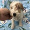 Wire Fox Terrier Pups. AKC