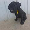 ICCF Cane Corso Puppies