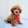 Sven F1B Mini Goldendoodle