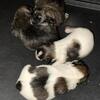 Shorkie Puppies Available
